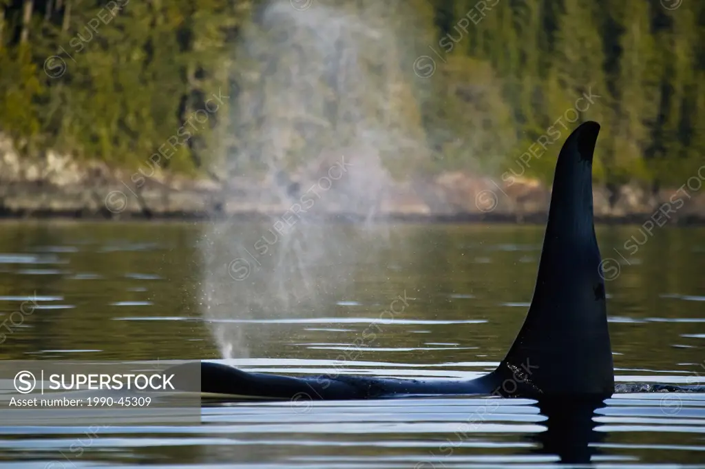 Lone Killer whale Orcinus orca Johnstone Strait, British Columbia, Canada.