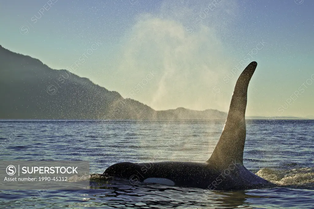 Killer Whale Orcinus orca off Northern Vancouver Island, British Columbia, Canada.