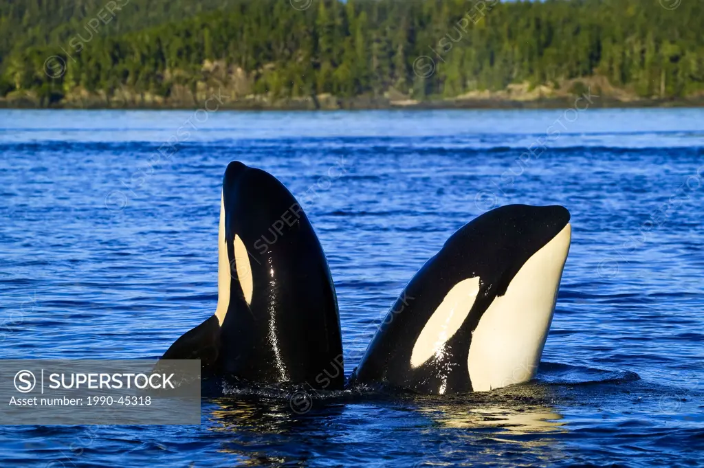 Two Orcas Killer Whales, orcinus orca , mother and calf spyhopping together to see what is happening above, near Vancouver Island, British Columbia, C...