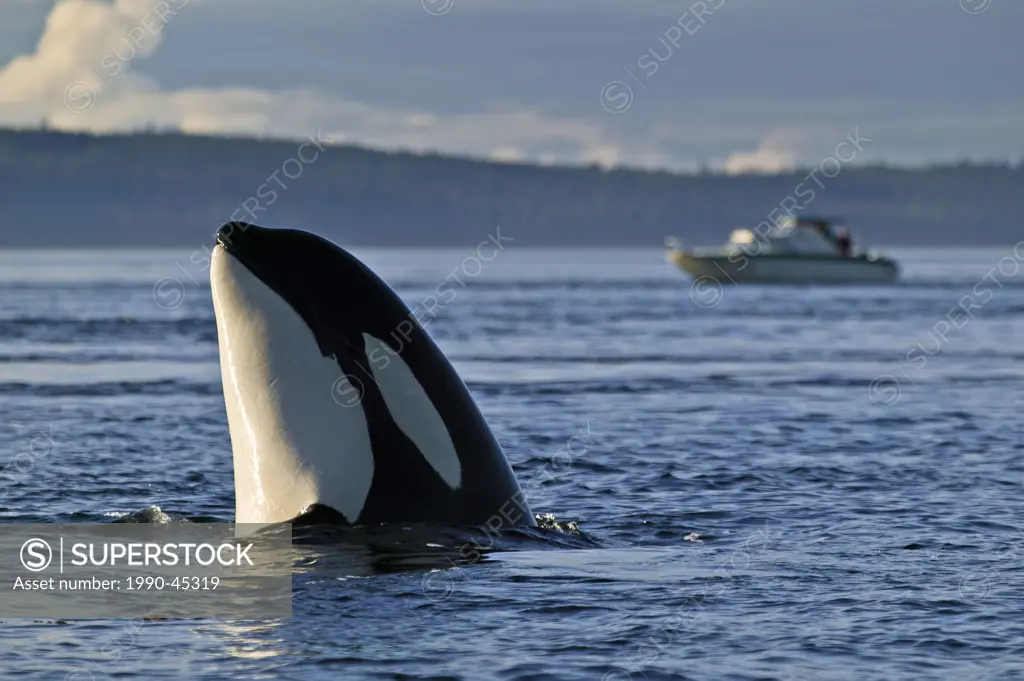 Killer Whale Orcinus orca spyhopping off the Northern Vancouver Island, British Columbia, Canada.