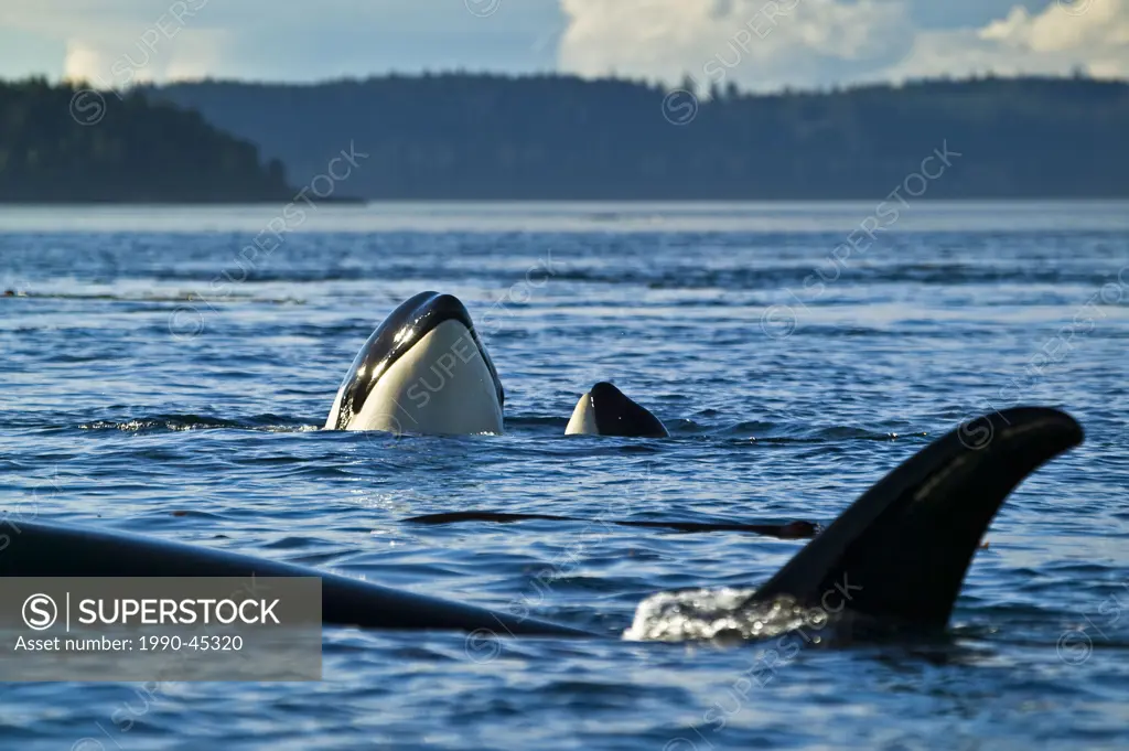 Three Killer Whales Orcinus orca, two of them spyhopping, near Vancouver Island, British Columbia, Canada.