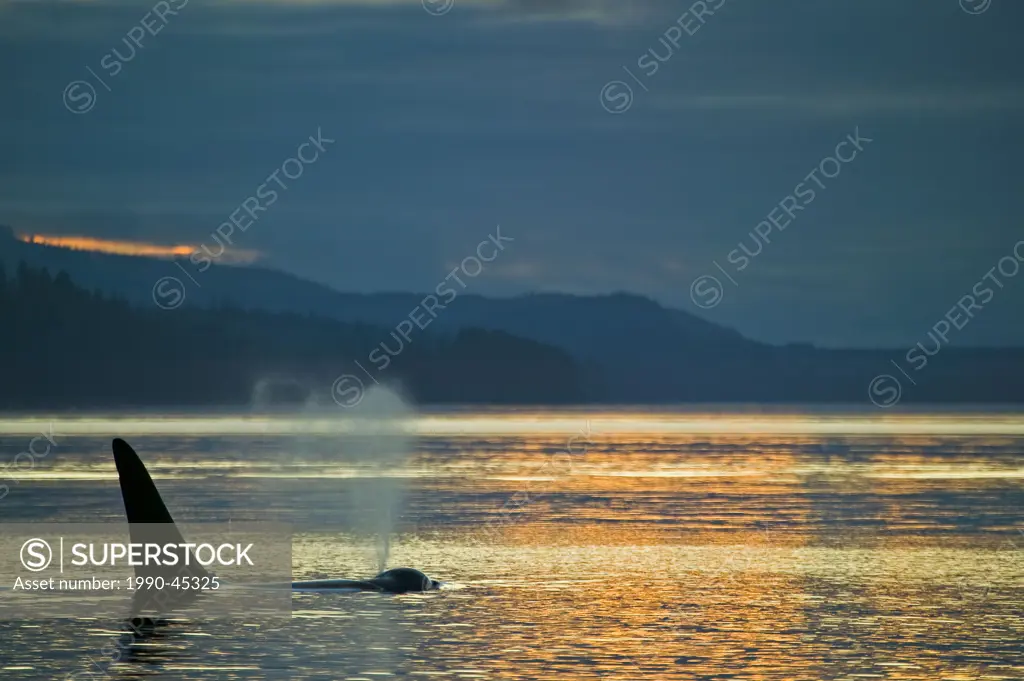 Lone Killer whale Orcinus orca at sunset with Vancouver Island scenery in the background, Johnstone Strait, British Columbia, Canada.