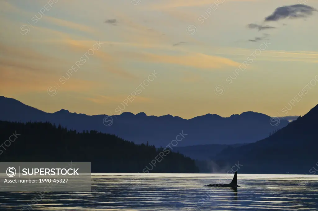 Large male Killer Whale Orcinus orca at sunset with mountains of Vancouver Island in the background, British Columbia, Canada.