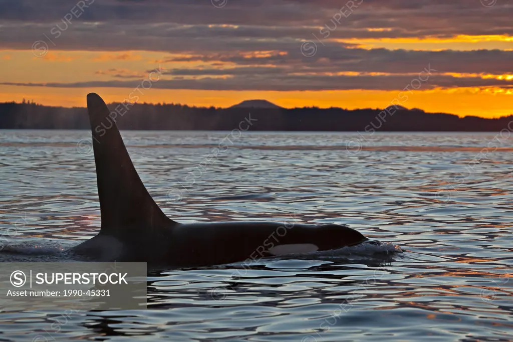 Killer Whale Orcinus orca off Northern Vancouver Island, British Columbia, Canada.
