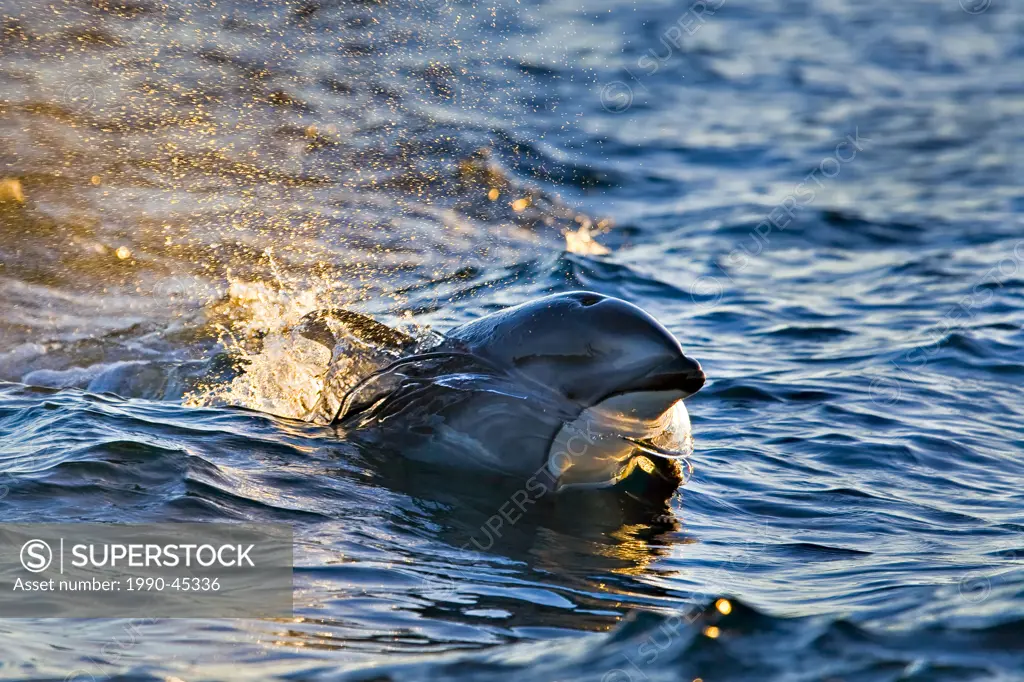 Pacific White Sided Dolphins Lagenorhynchus obliquidens in Johnstone Strait off Northern Vancouver Island, British Columbia, Canada.