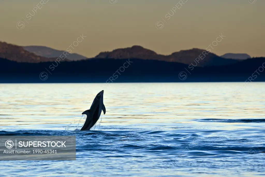 Pacific White Sided Dolphins Lagenorhynchus obliquidens in Johnstone Strait off Northern Vancouver Island, British Columbia, Canada.