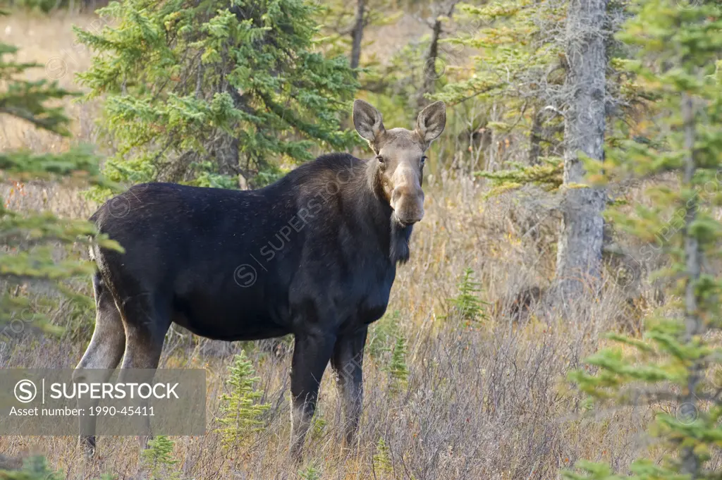 A cow moose Alces alces standing in a wooded area.