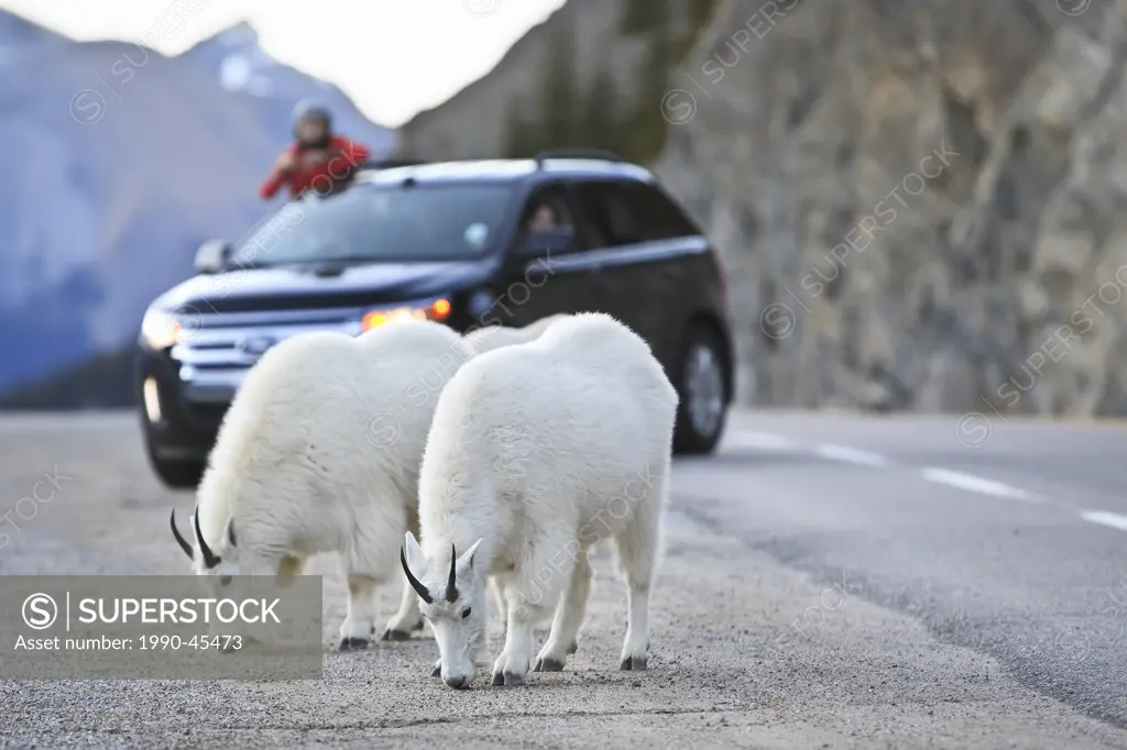 Mountain Goats Oreamnos Americanus feeding on salt and tourist sightseers on highway. Jasper National Park, Alberta, Canada.