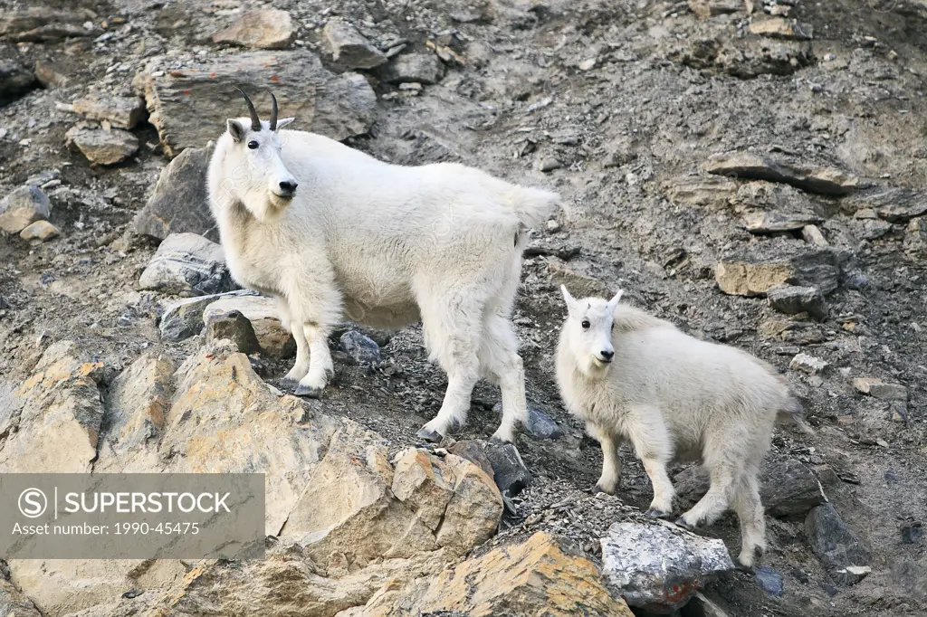 Mountain Goats Oreamnos Americanus nanny and kid on rocks. Jasper National Park, Alberta, Canada.