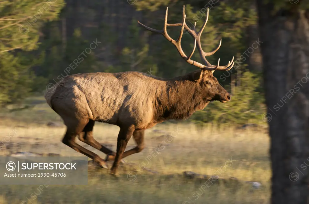 Mature wild bull Elk running, Cervus elaphus, Alberta, Canada.