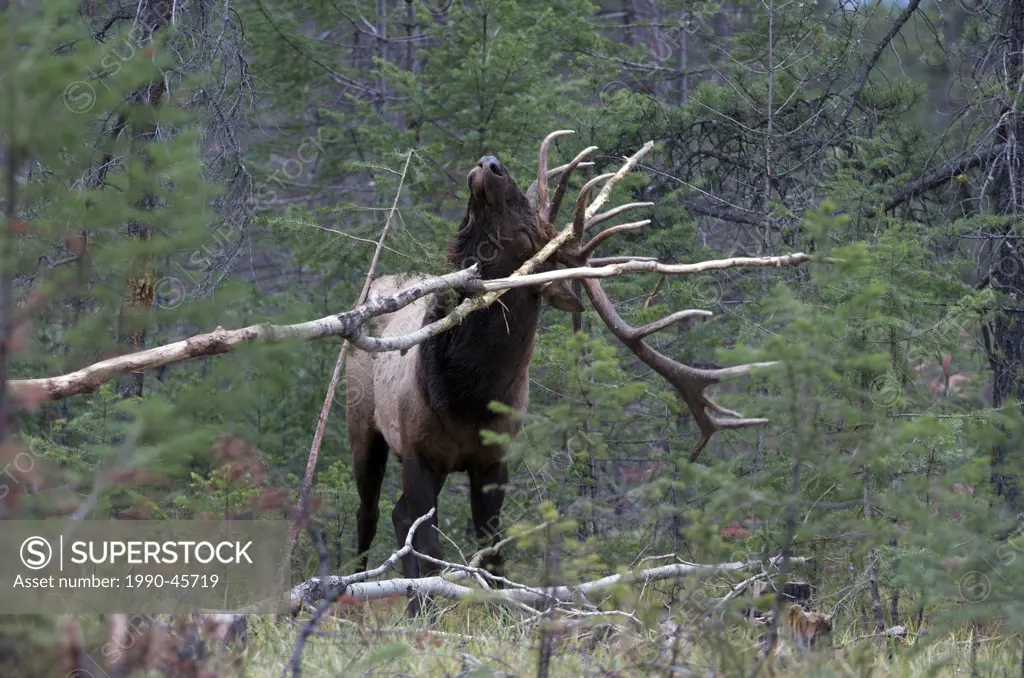 Mature wild bull elk Cervus elaphus scraping antlers against tree branch, Alberta, Canada.