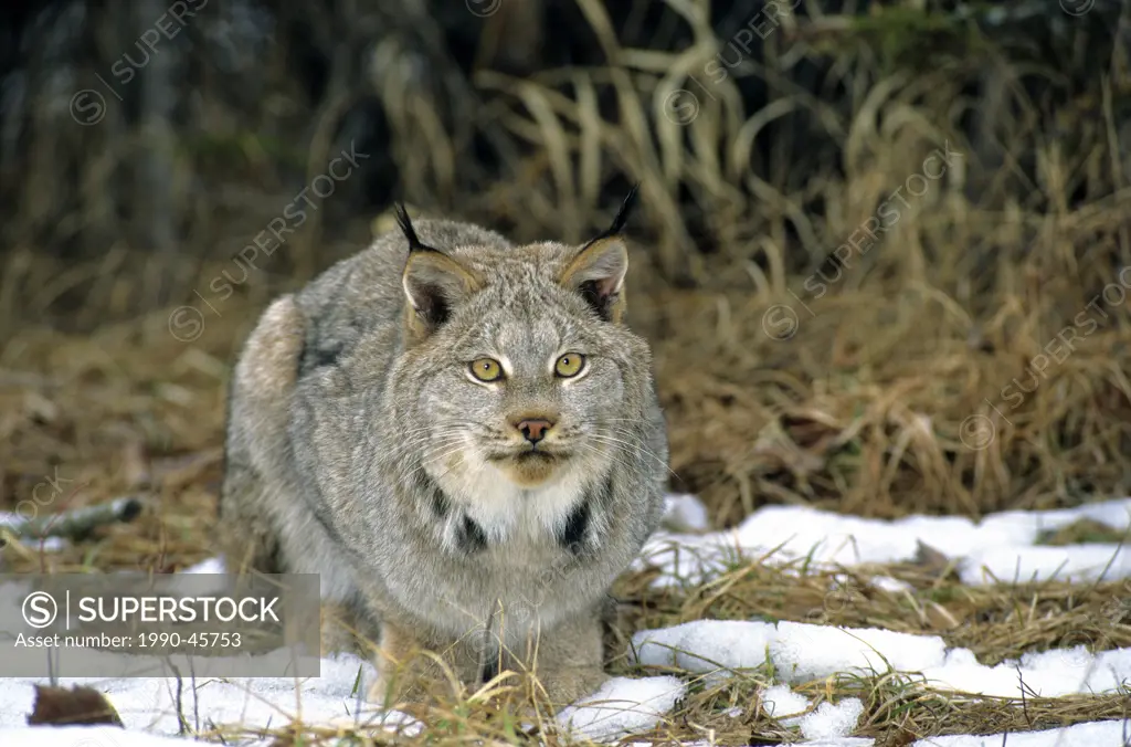Canada lynx Lynx canadensis in winter pelage, Alberta, Canada