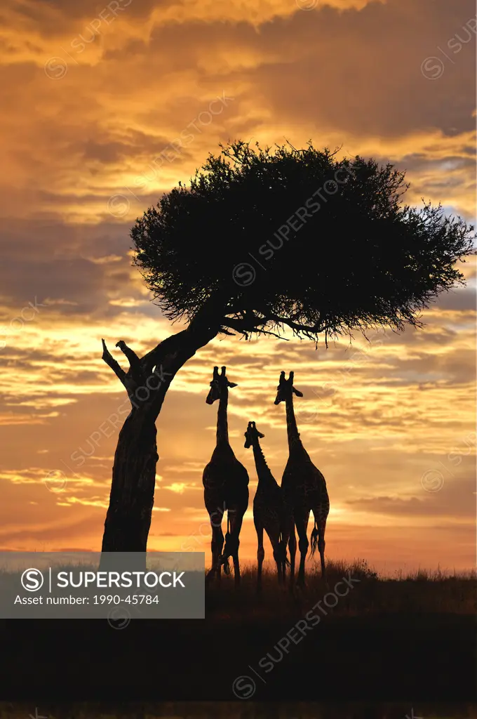 Giraffes Giraffa camelopardalis group at sunset, Masai Mara Reserve, Kenya, East Africa
