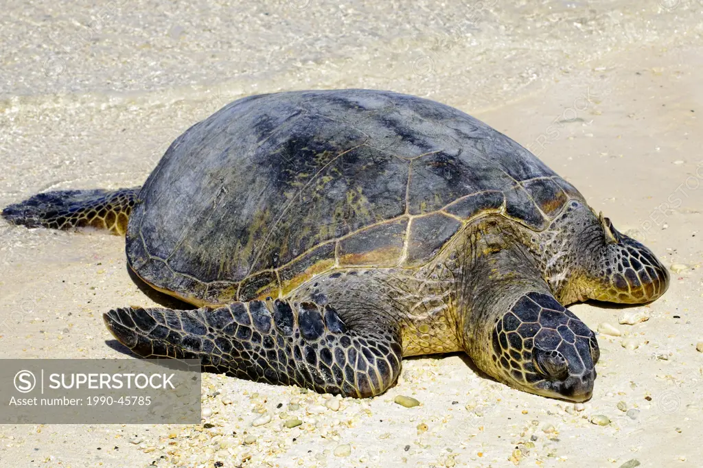 Green sea turtle Chelonia mydas hauled out on a beach, Midway Island, Northwestern Hawaiian Islands, Hawaii, United States of America