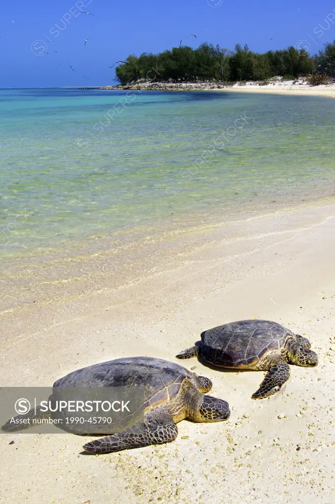 Green sea turtles Chelonia mydas hauled out on a beach, Midway Island, Northwestern Hawaiian Islands, Hawaii, United States of America