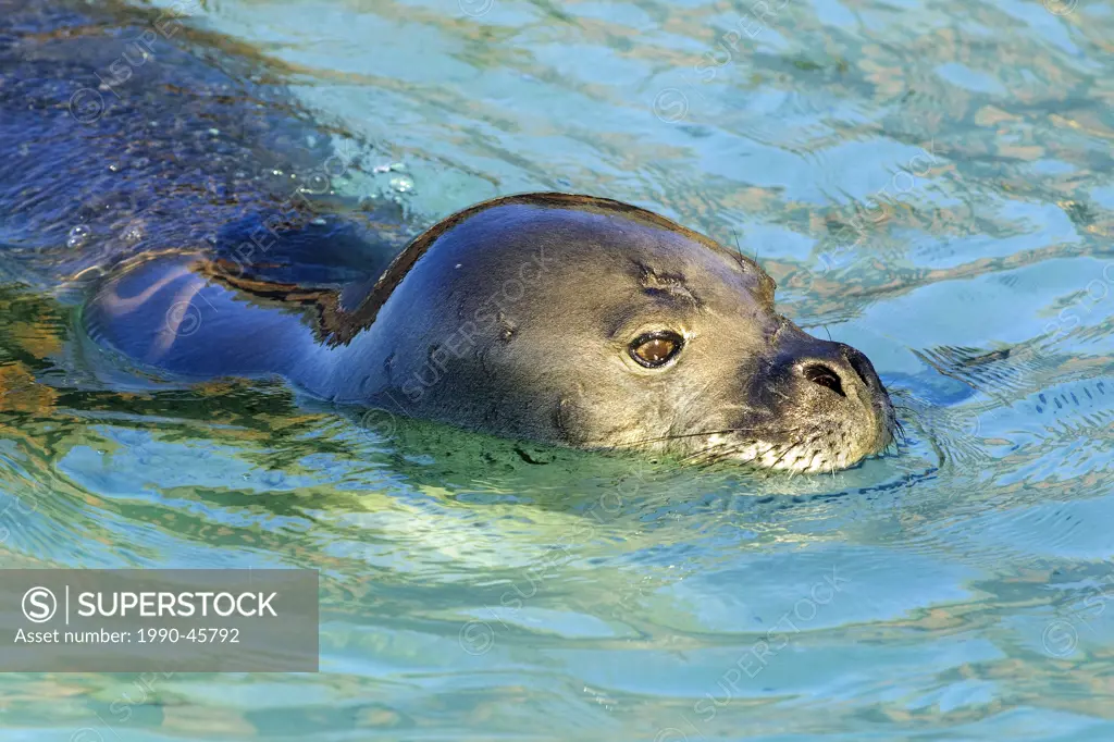 Hawaiian monk seal Monachus schauinslandi, Midway Island, Northwestern Hawaiian Isands, Hawaii, United States of America