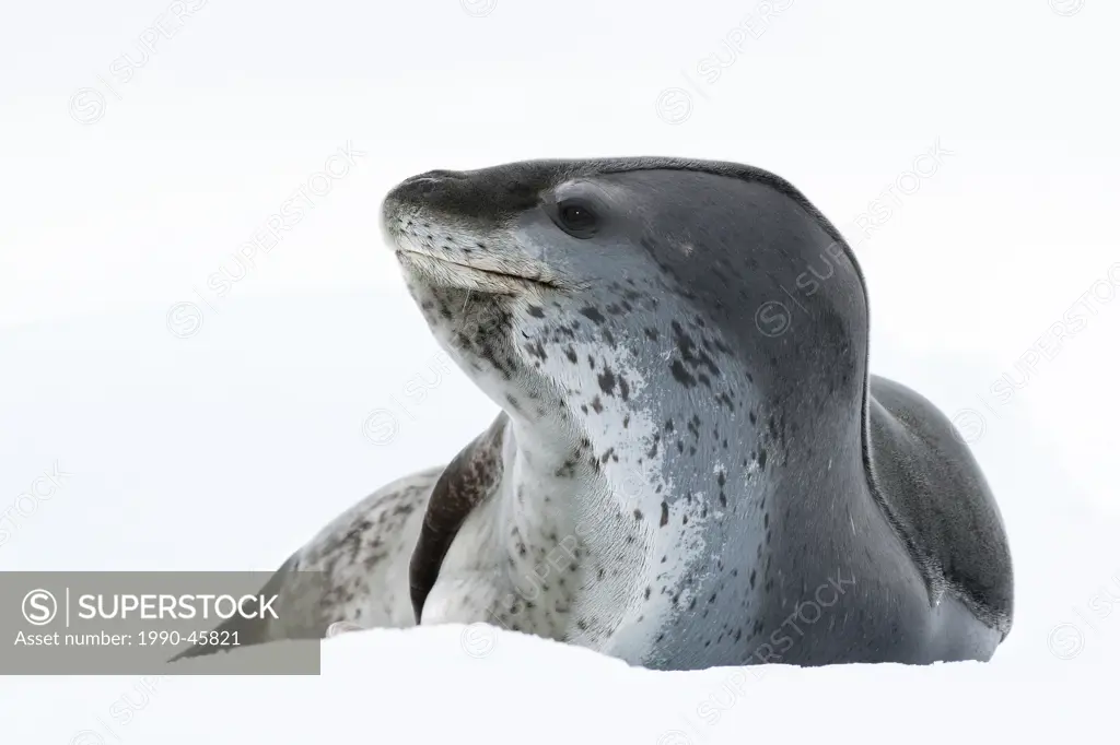 Female leopard seal Hydrurga leptonyx, resting on pack ice, Pleneau Island, Antarctic Peninsula, Antarctica