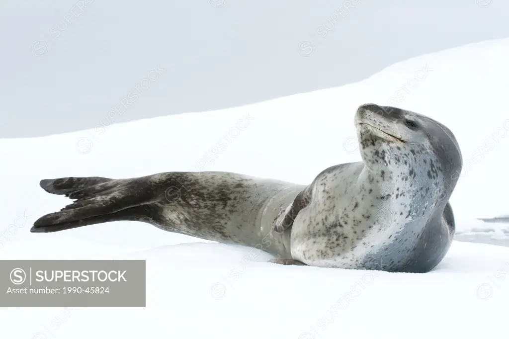 Female leopard seal Hydrurga leptonyx, resting on pack ice, Pleneau Island, Antarctic Peninsula, Antarctica