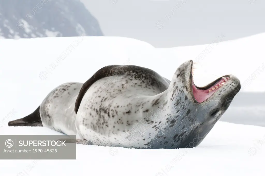 Female leopard seal Hydrurga leptonyx, threat display, Pleneau Island, Antarctic Peninsula, Antarctica