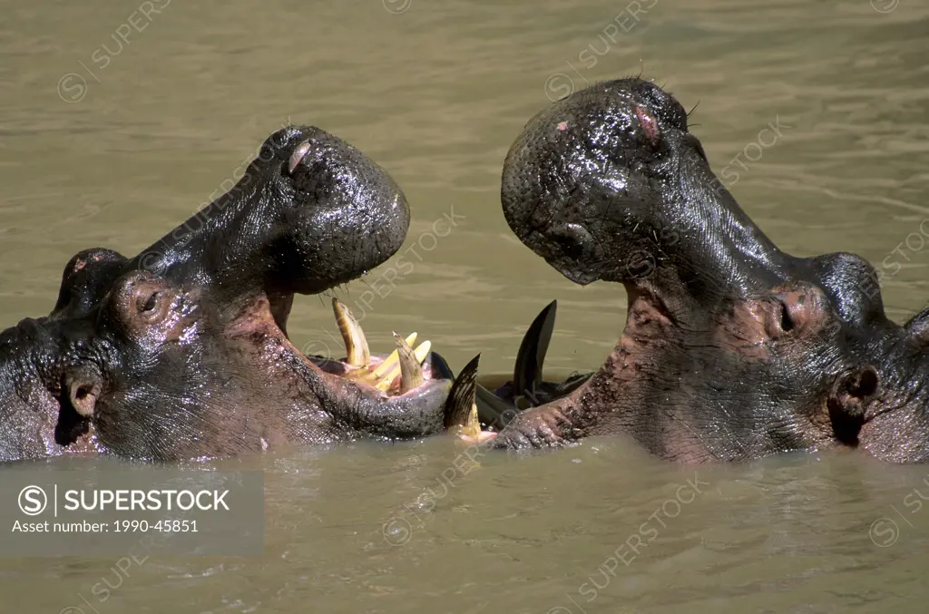 Rival hippopatamuses Hippopatamus amphibius mouth_gaping in a dominance display, Mara River, Masai Mara Reserve, Kenya, East Africa