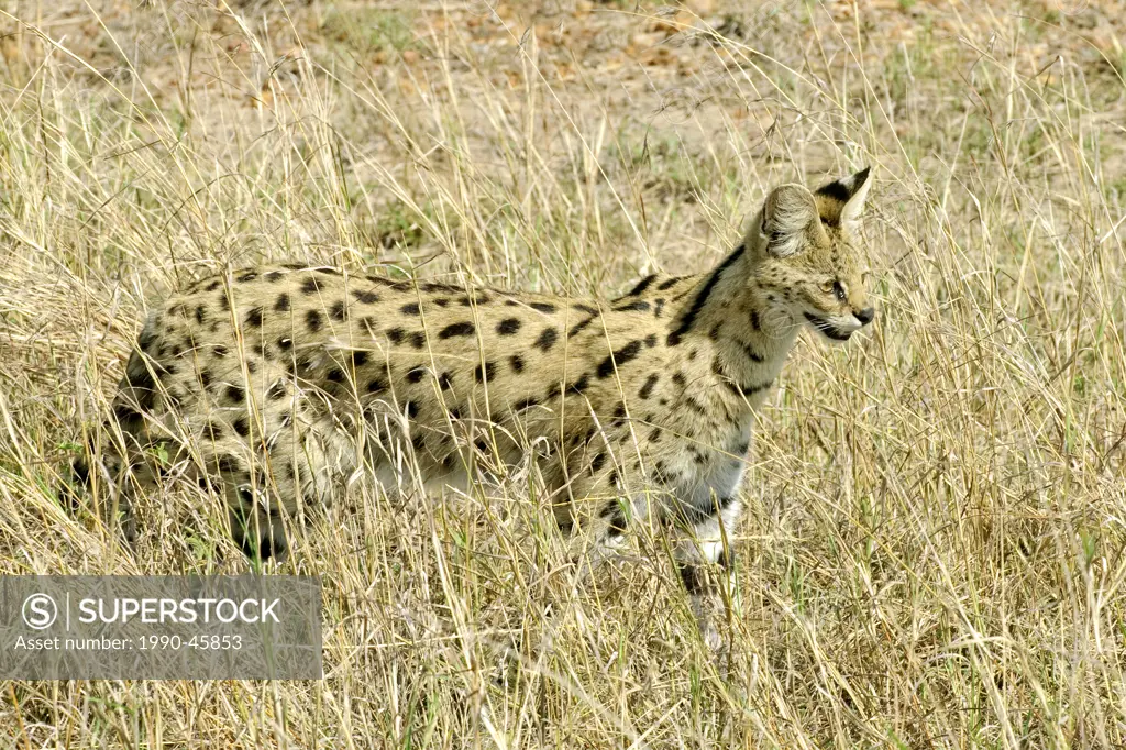 Hunting serval Felis serval, Masai Mara Reserve, Kenya, East Africa