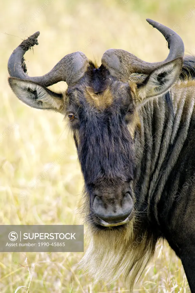 Adult common wildebeest Connochaetes taurinus, Masai Mara Reserve, Kenya, East Africa