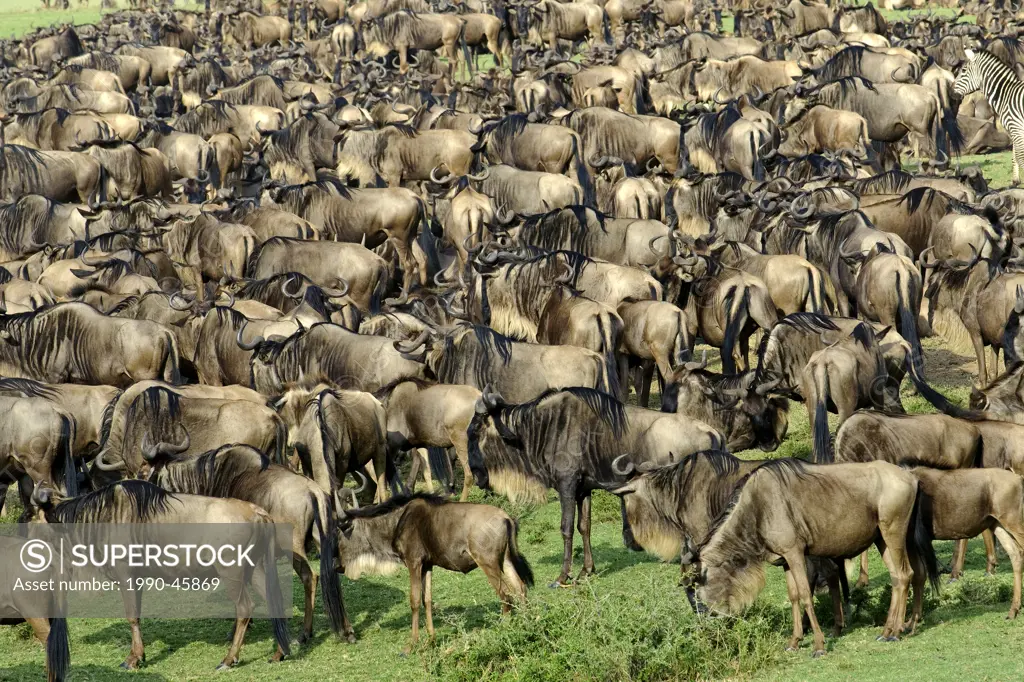 Common wildebeest Connochaetes taurinus in migration, Masai Mara Reserve, Kenya, East Africa