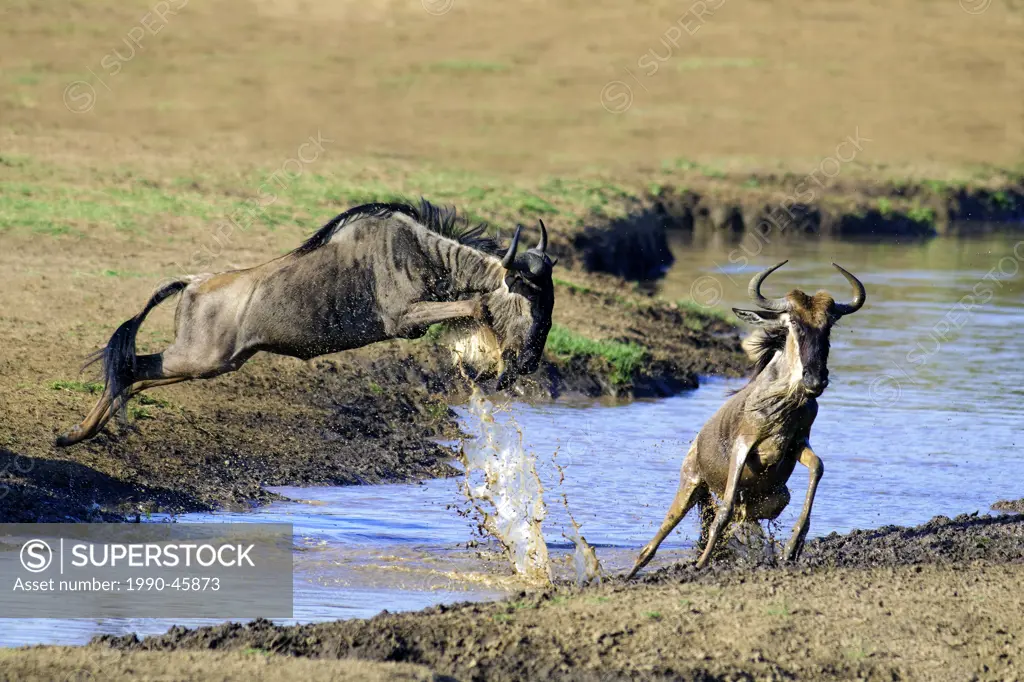 Common wildebeest Connochaetes taurinus in migration, Masai Mara Reserve, Kenya, East Africa