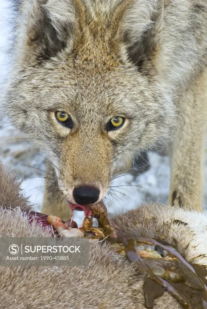 An adult coyote Canis latrans feeding on a dead baby Bighorn Sheep Ovis canadensis.