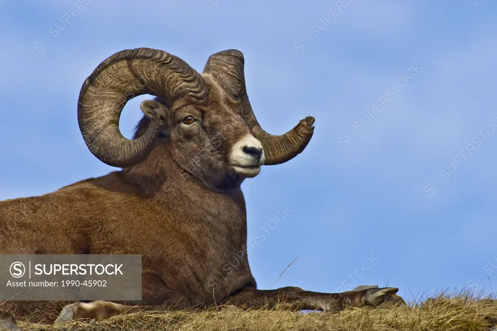 Bighorn Sheep Ovis canadensis