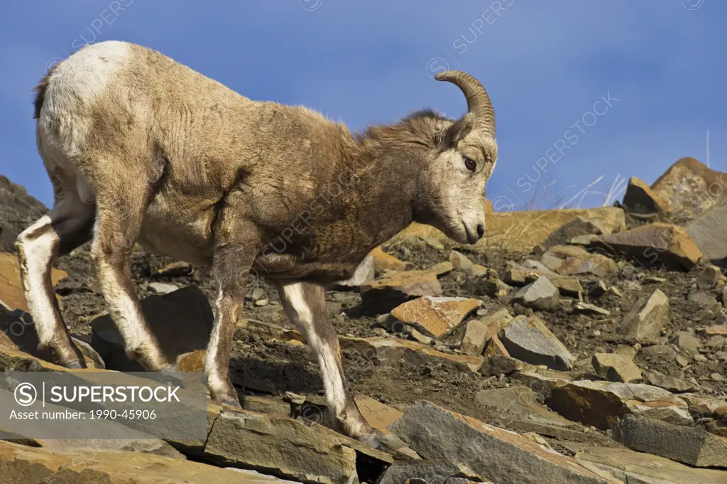 A female Bighorn Sheep Ovis canadensis