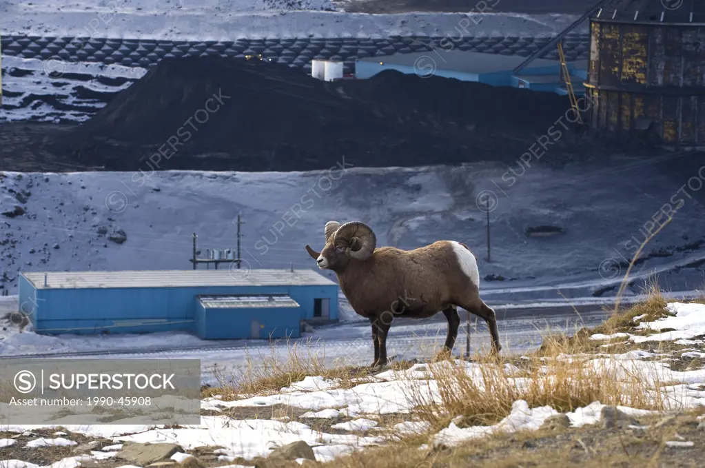 A Bighorn Sheep Ovis canadensis near a coal mine processing plant in the foothills of the Rocky Mountains of Alberta Canada.
