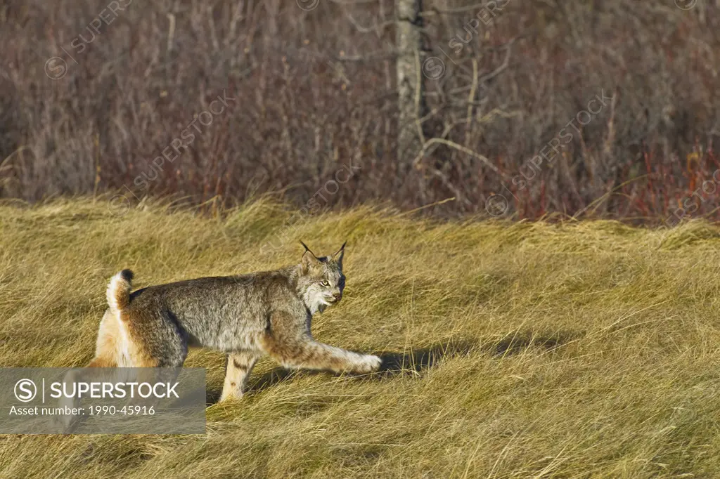 Wild Canadian Lynx Felis lynx