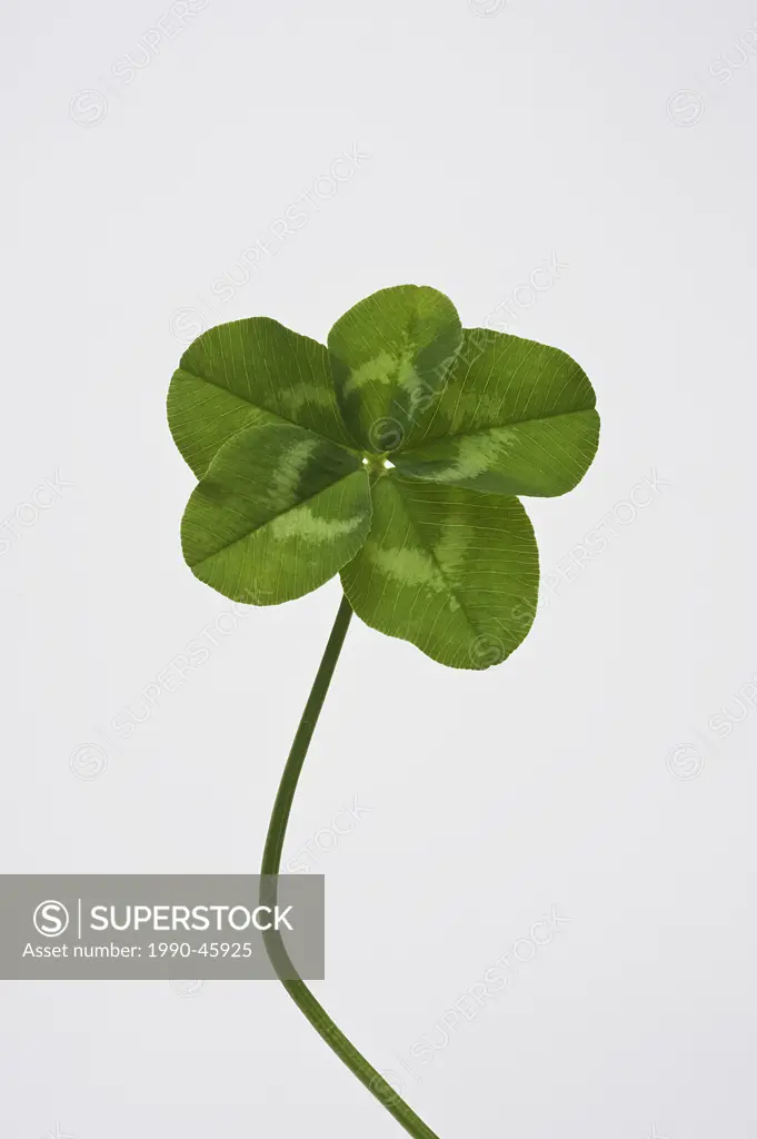 Five leaf clover