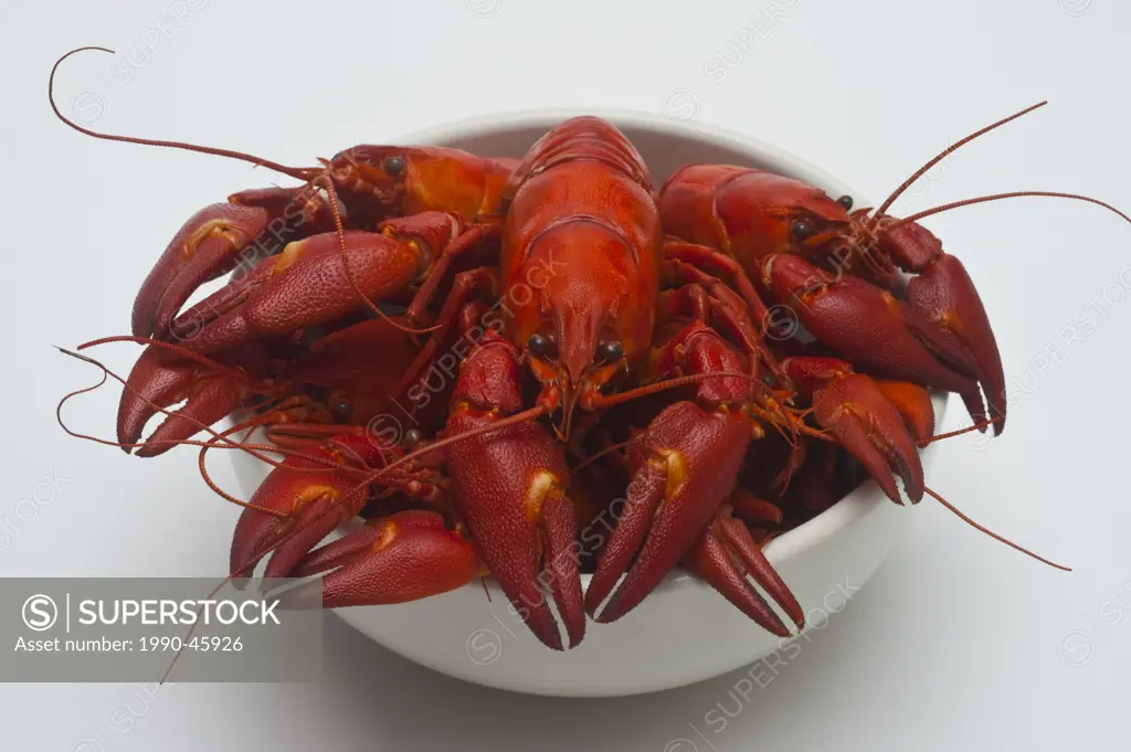 Cooked crayfish, Paranephrops planifron