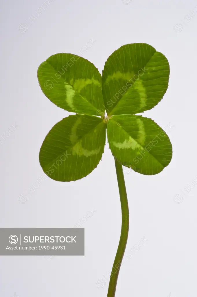 Four leaf clover on plain white background