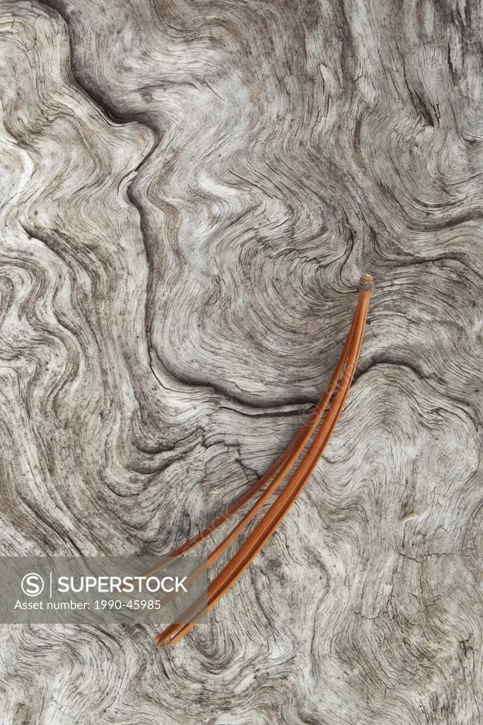 Pine needle on driftwood, Glacier Lake, Alberta, Canada.