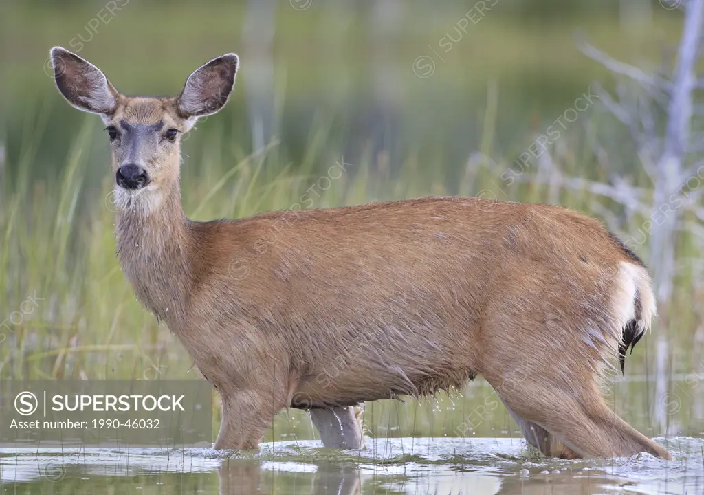 Mule Deer Doe Odocoileus hemionus walking through Owen Lake, near Williams Lake, British Columbia, Canada