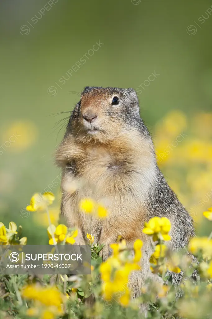 Colombian Ground_Squirrel Urocitellus columbianus in Flowers, in Manning Provincial Park, British Columbia, Canada.
