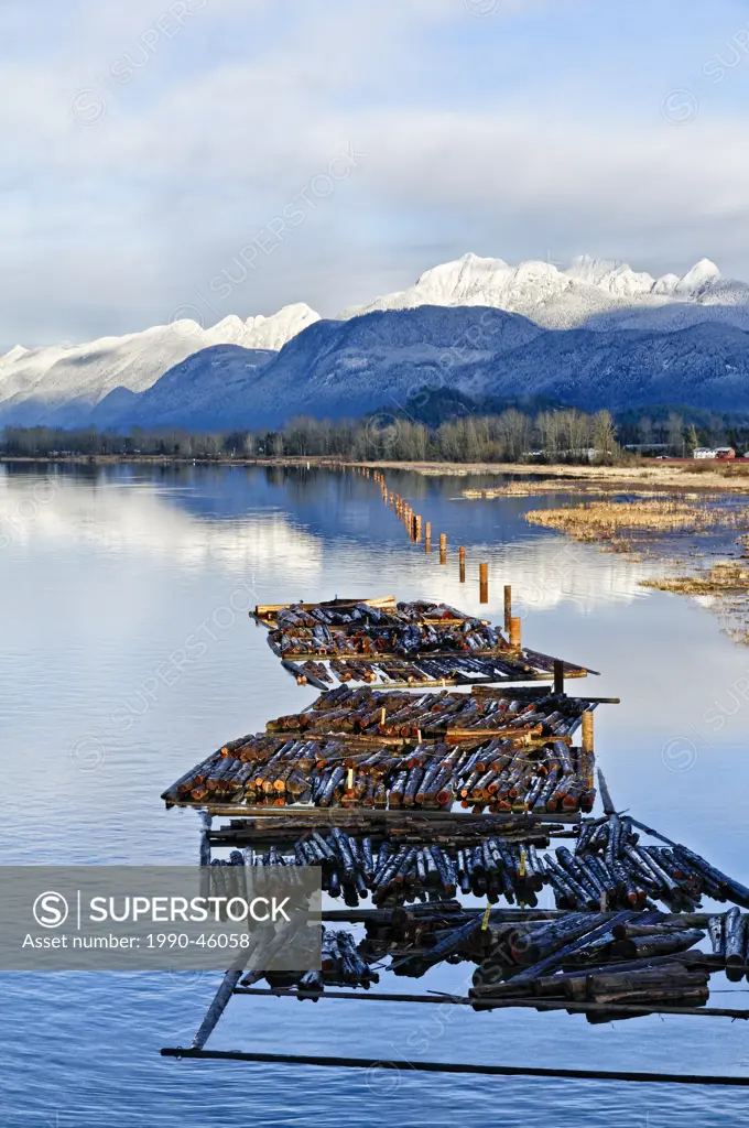 Log boom, Pitt River Intertidal habitat, Pitt Meadows, British Columbia, Canada