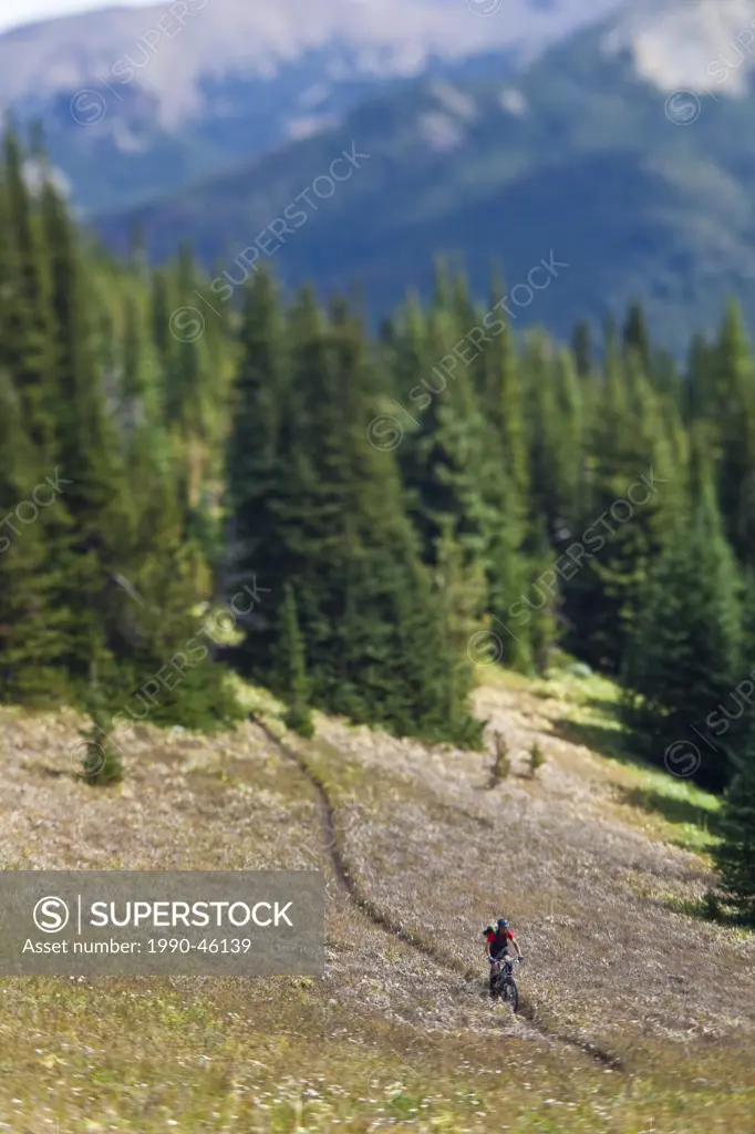 A middle aged male mountain biker rides the perfect singletrack trails of Spruce Lake Protected Area, Southern Chilcotins, British Columbia, Canada