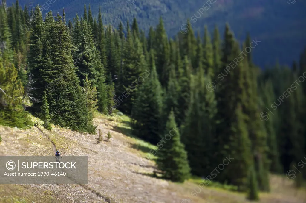 A middle aged male mountain biker rides the perfect singletrack trails of Spruce Lake Protected Area, Southern Chilcotins, BBritish Columbia, Canada