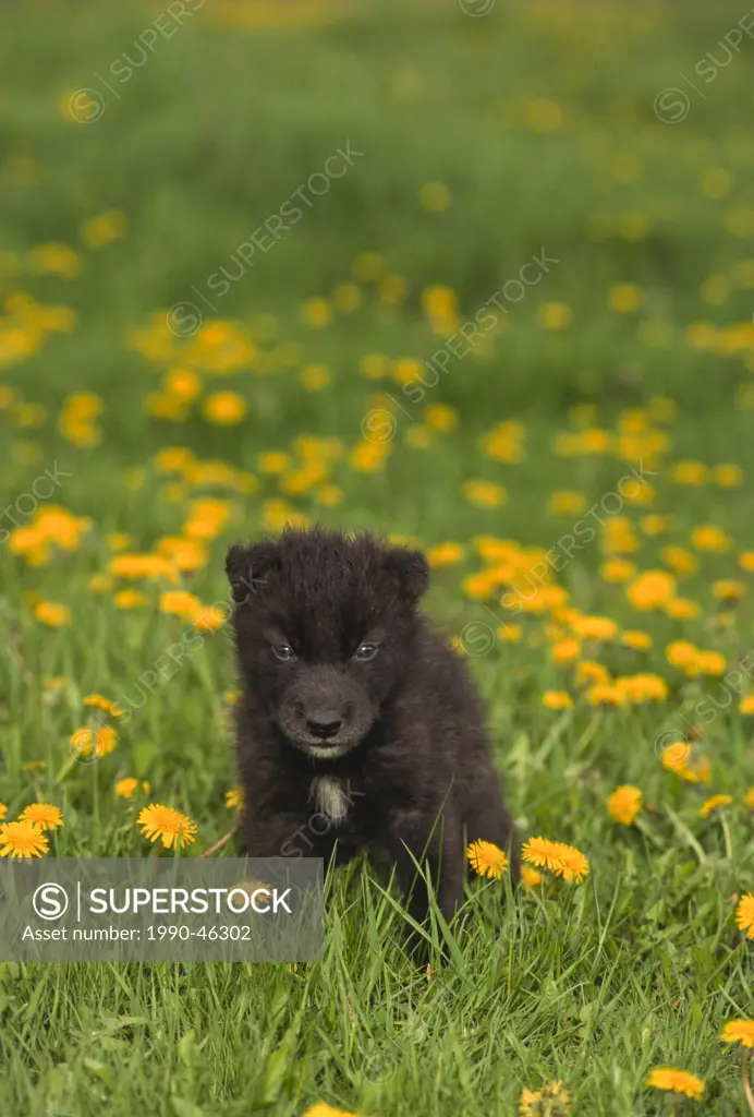 Wolf pup, Canis lupus, 4 weeks old, in spring meadow with dandelions, Montana, United States of America