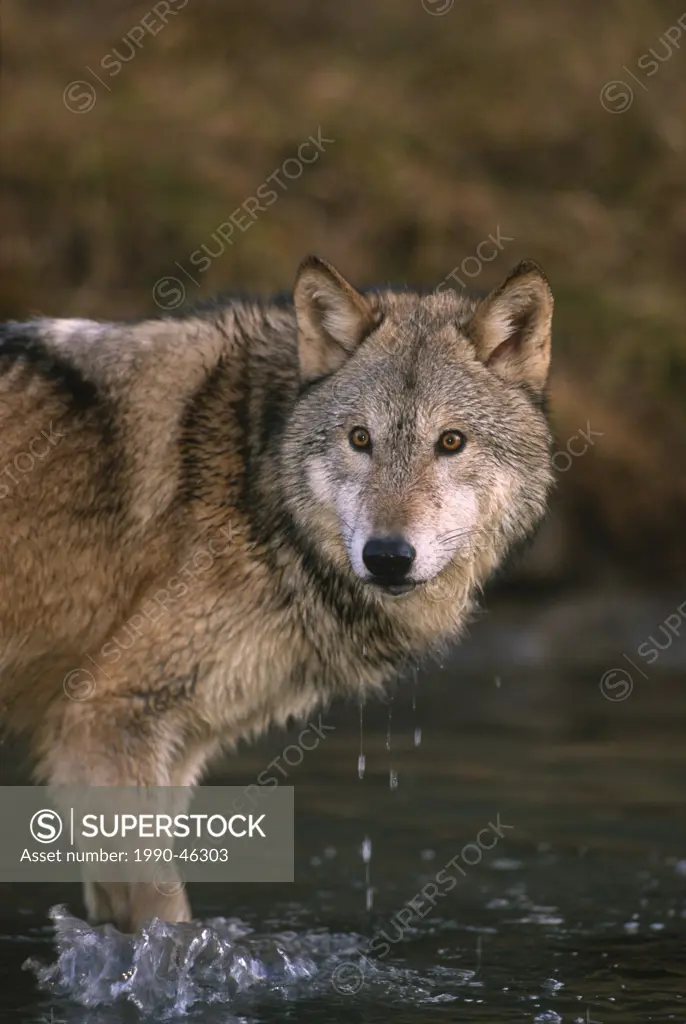 Wolf, Canis lupus, in river/stream, Montana, United States of America