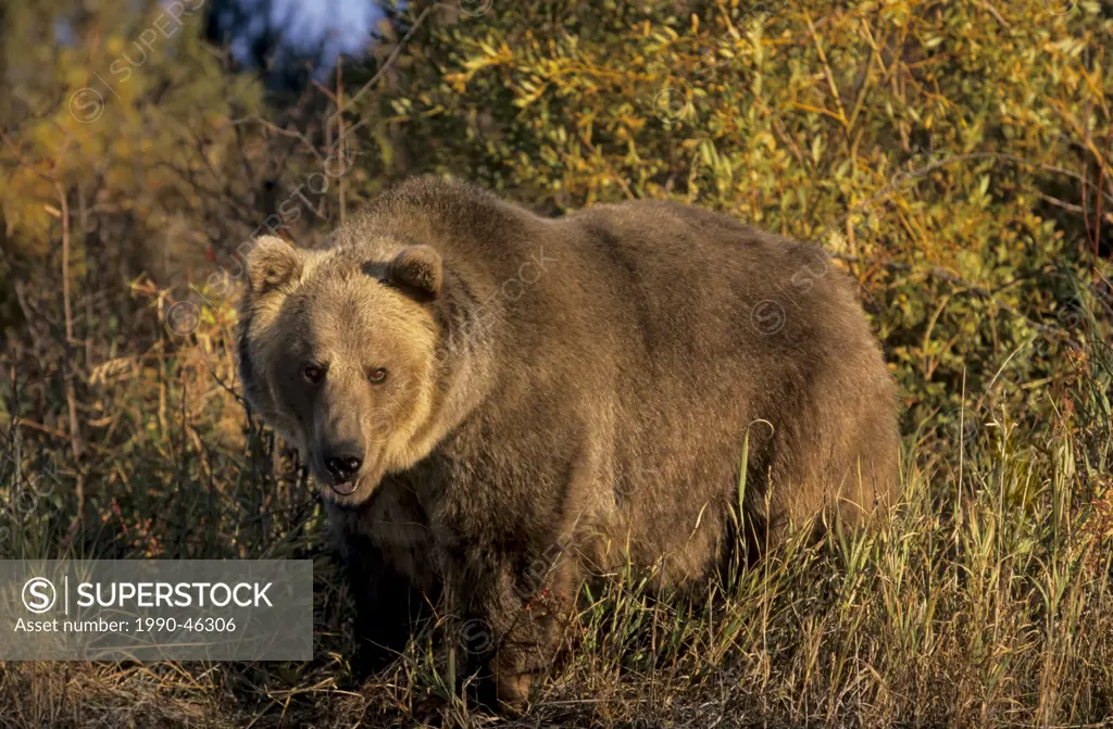 Grizzly bear, Ursus arctos horribilis, in riverside willows and brush, in rich evening light, autumn, Montana, United States of America