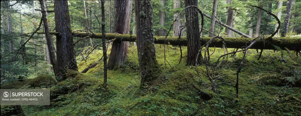 Natural, original, old_growth forests of hemlock Tsuga heterophylla and western cedar Thuja plicata near Nakusp, British Columbia, Canada