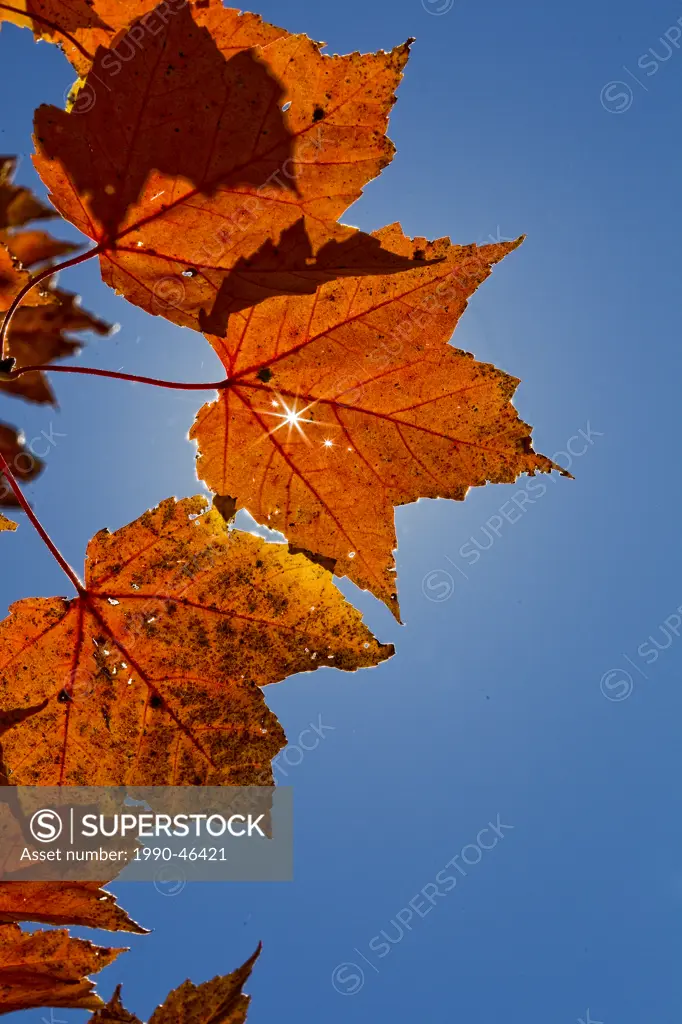 Sunlight shining through a maple leaf, Killbear Provincial Park, Ontario, Canada.