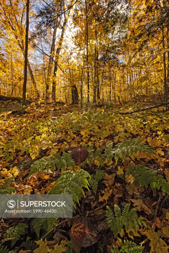 Fall colours and ferns, Algonquin Park, Ontario, Canada.