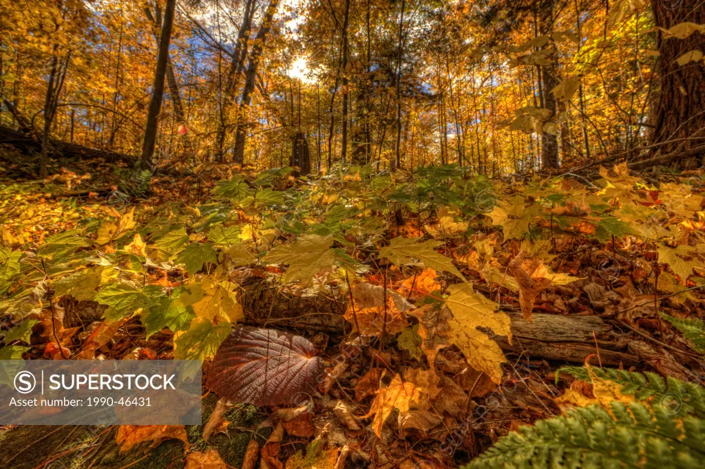 Fall colours and ferns, Algonquin Park, Ontario, Canada.