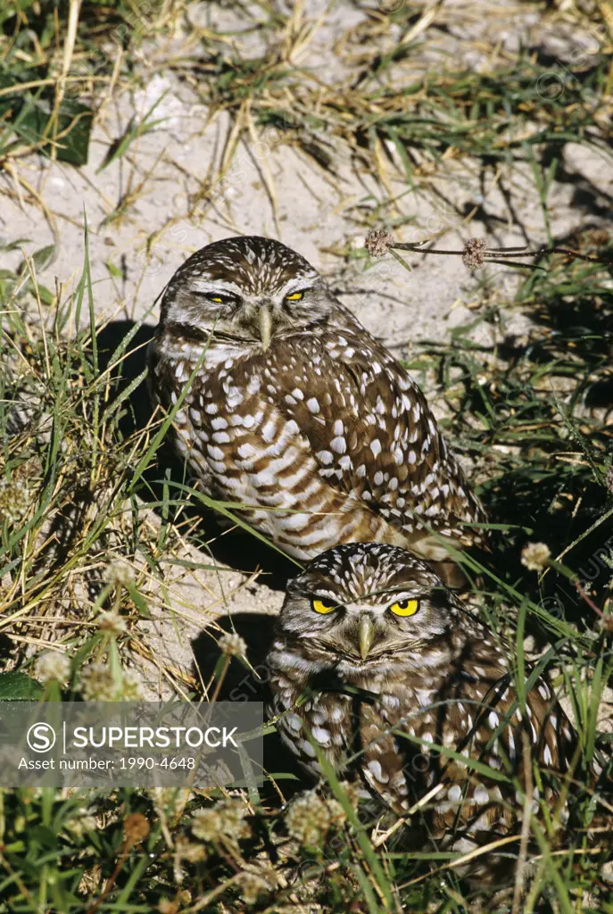 A pair of Burrowing Owl Speotyto canicularia sit at the entrance of their burrow  This species is endangered in Canada